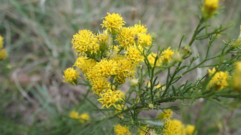 Galatella linosyris